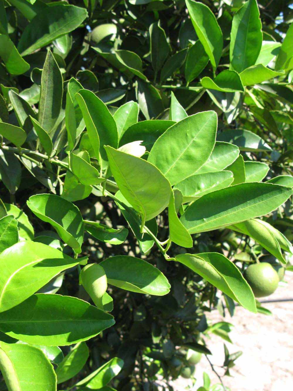              Sun leaves (Winter Haven, FL)       